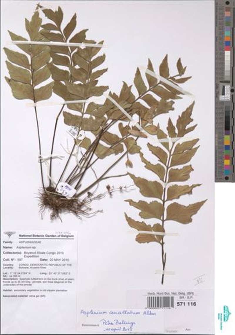 Asplenium cancellatum