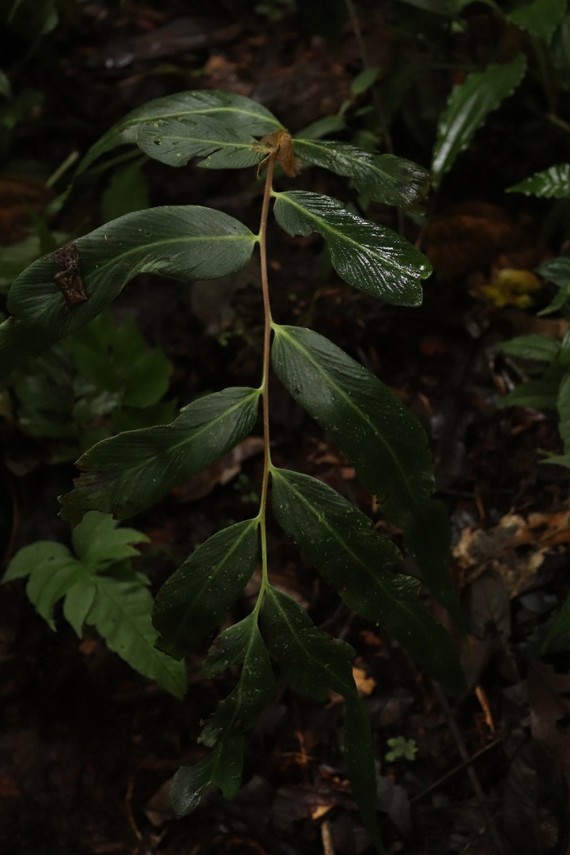 Asplenium canelense photo 3