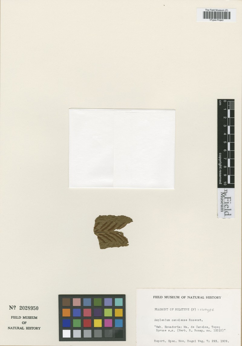 Asplenium canelense photo 4