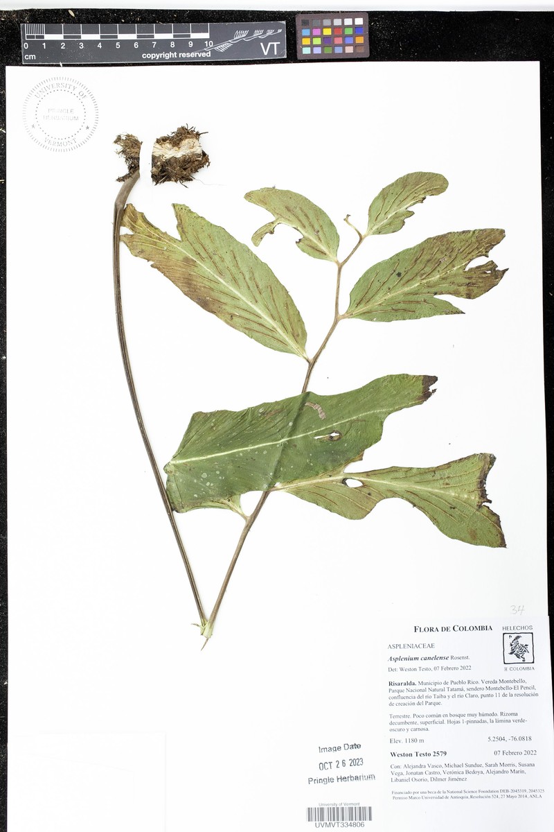 Asplenium canelense