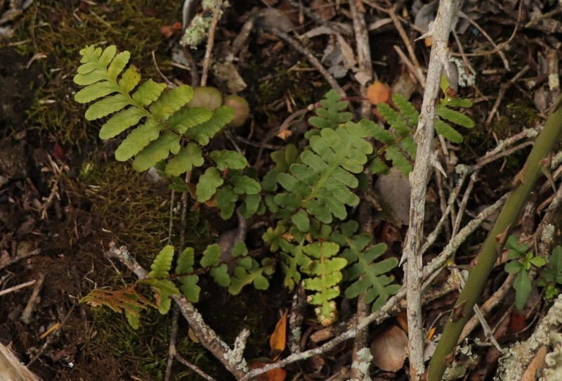 Asplenium capense