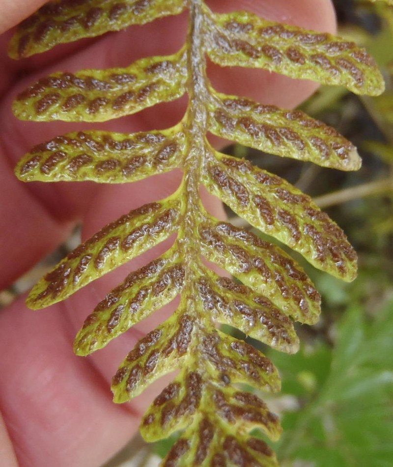 Asplenium capense photo 2