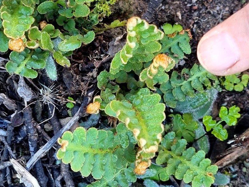 Asplenium capense photo 3