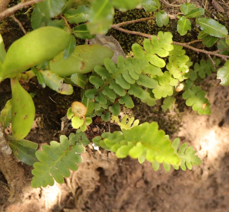 Asplenium capense photo 4