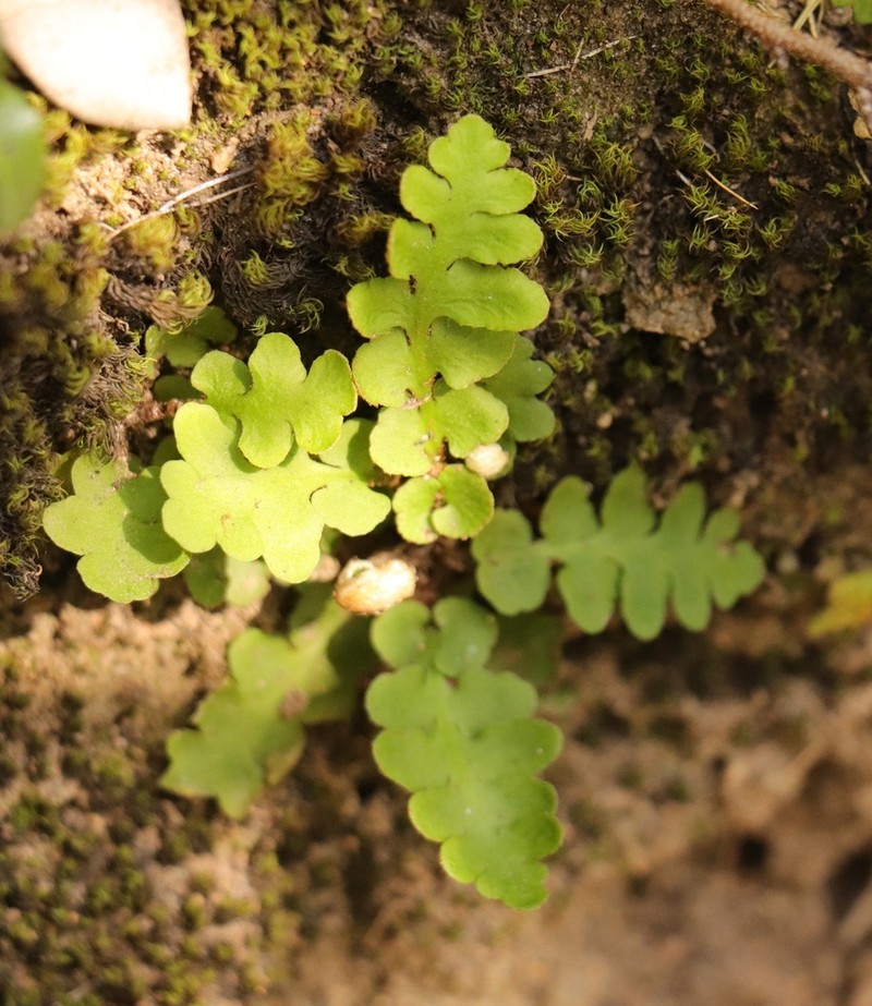 Asplenium capense photo 5