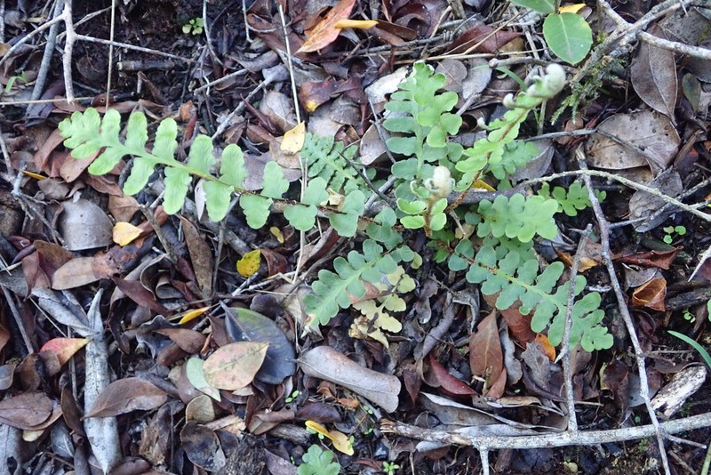 Asplenium capense photo 6