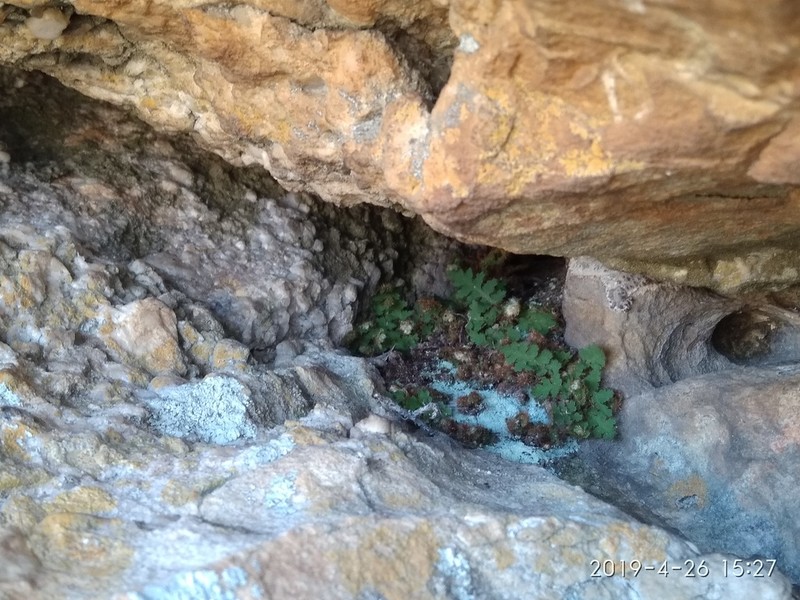 Asplenium capense photo 7