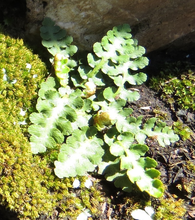 Asplenium capense photo 8