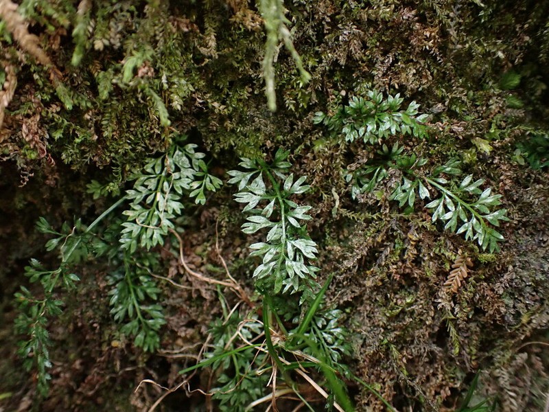 Asplenium capillipes