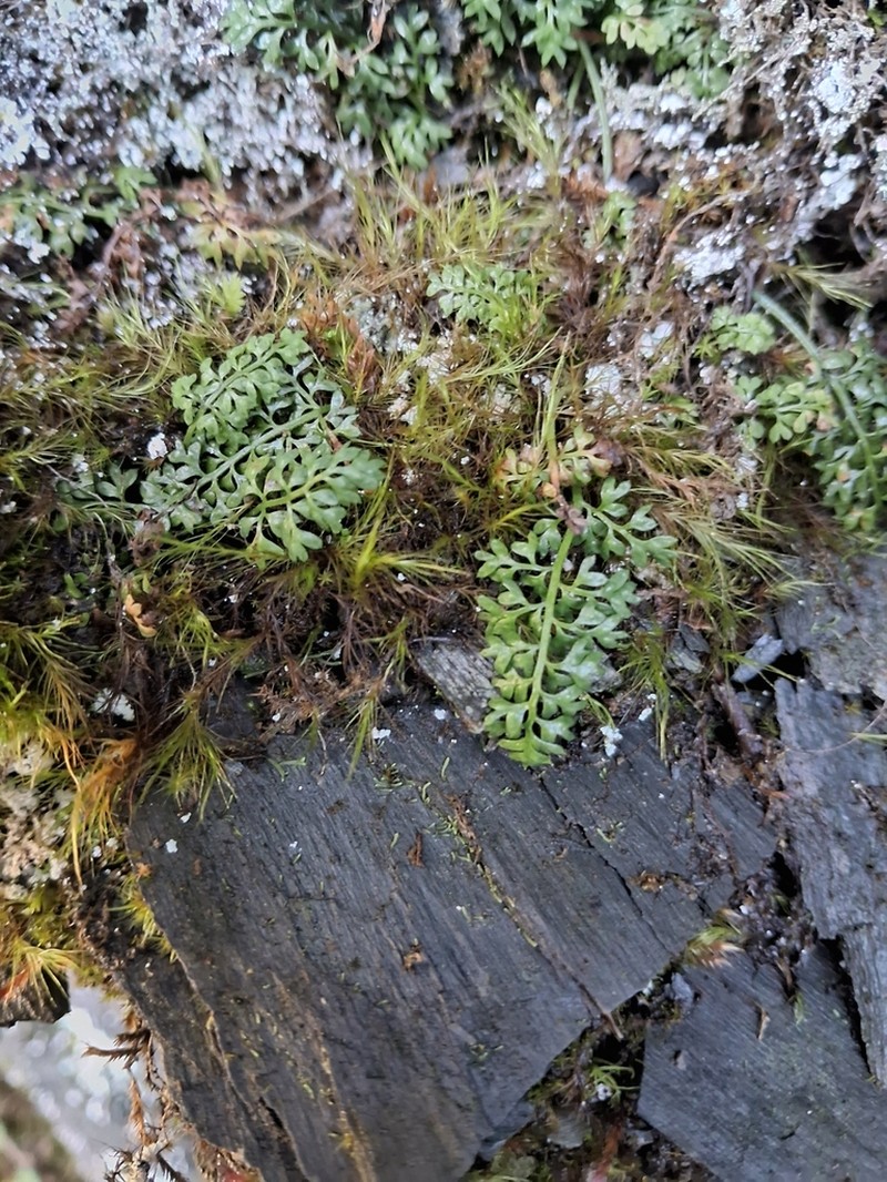 Asplenium capillipes photo 2
