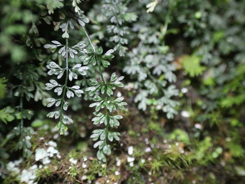 Asplenium capillipes photo 3