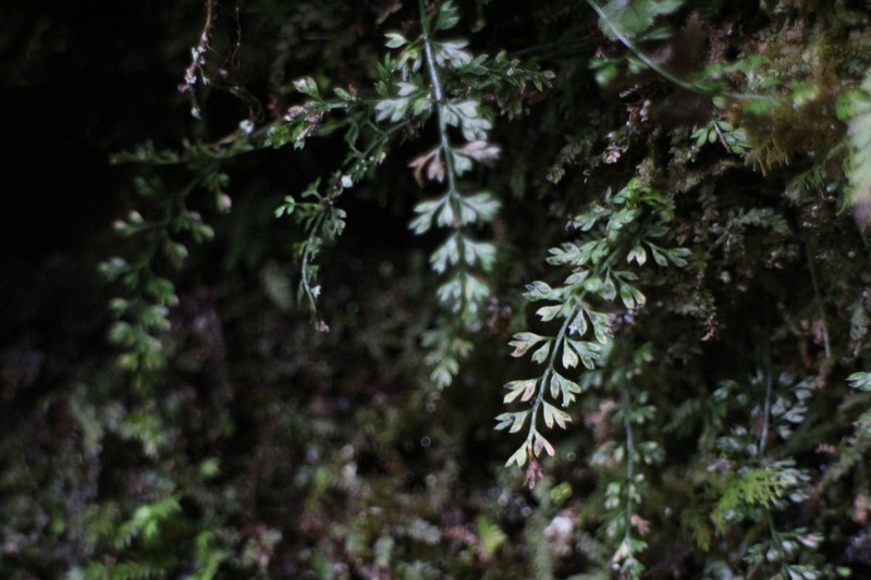 Asplenium capillipes photo 4