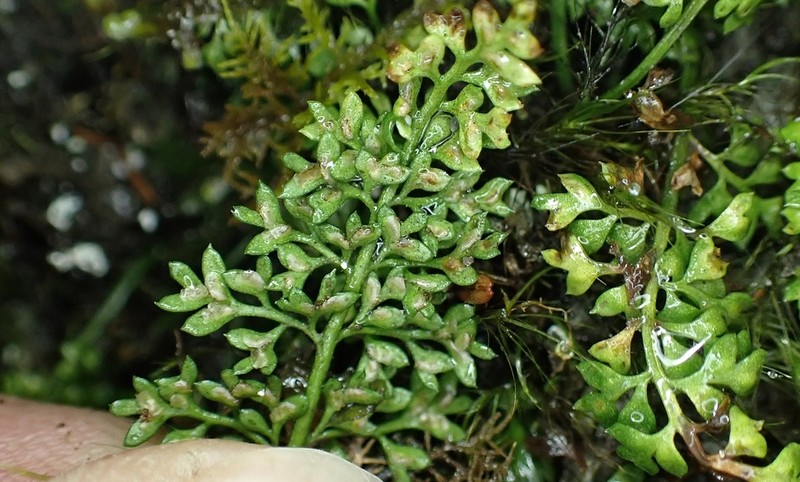 Asplenium capillipes photo 5