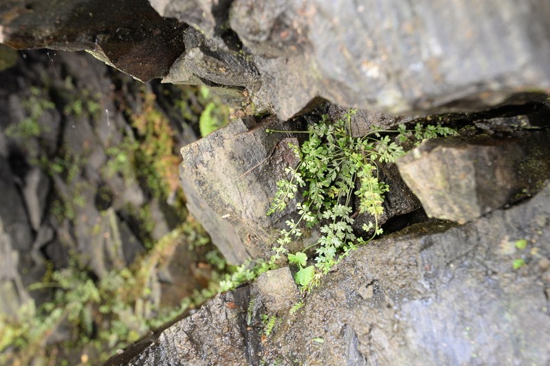 Asplenium capillipes photo 6