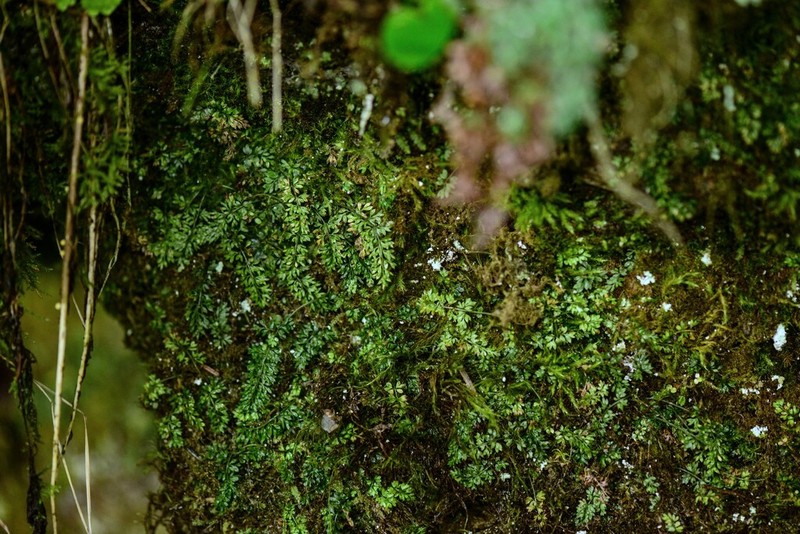 Asplenium capillipes photo 7
