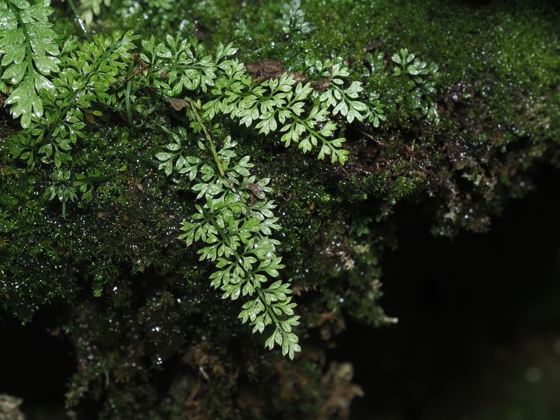 Asplenium capillipes photo 8