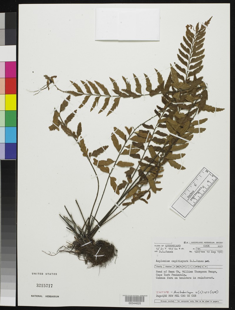Asplenium capitisyork