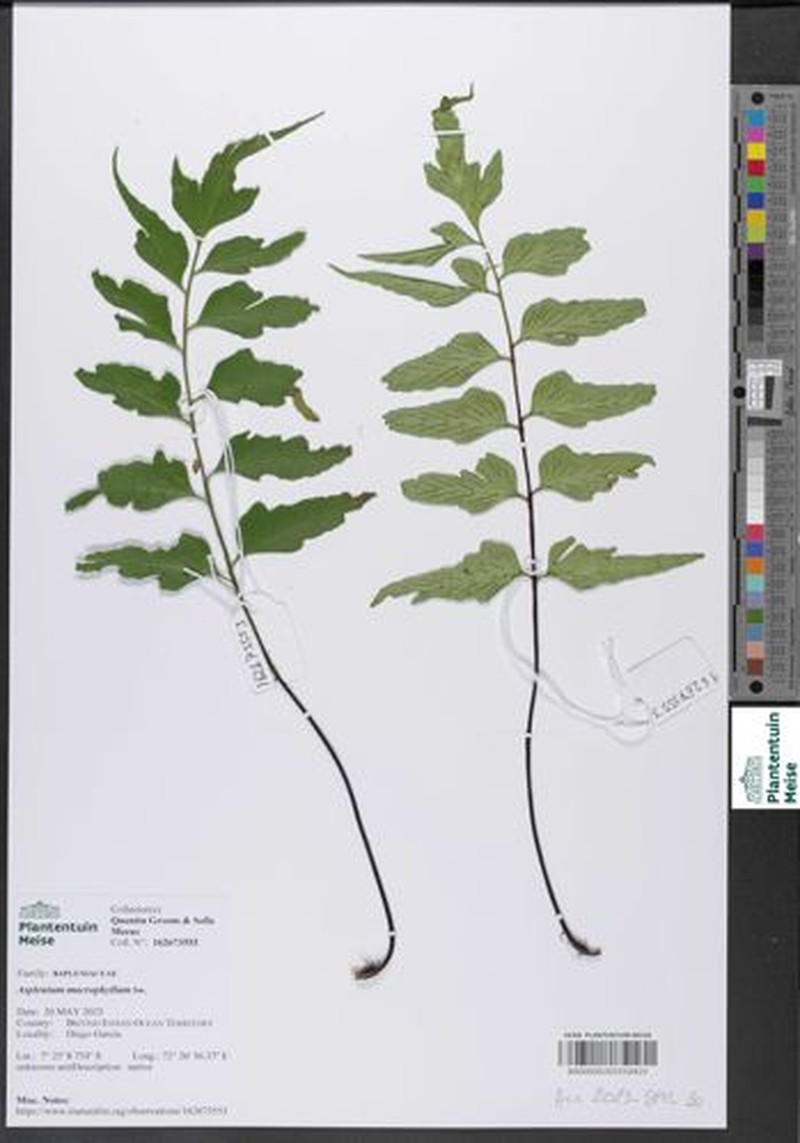 Asplenium capuronii