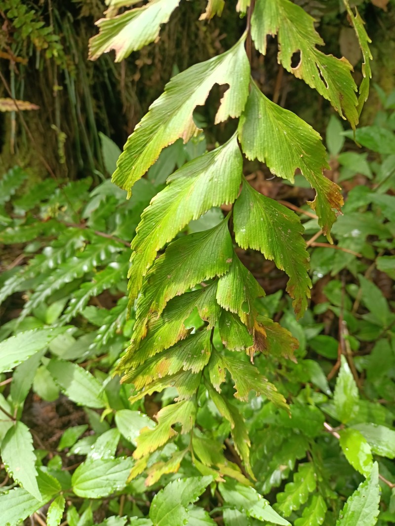 Asplenium capuronii photo 3