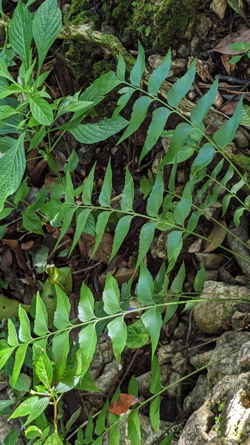 Asplenium capuronii photo 4