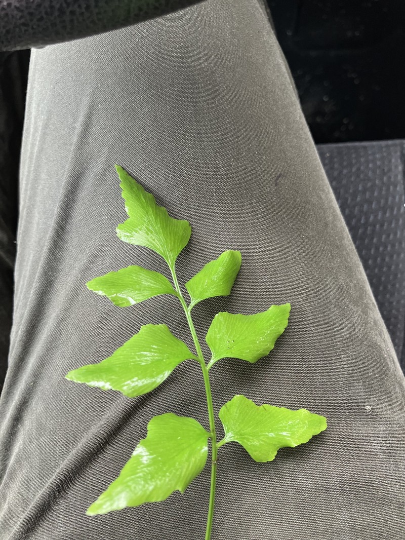 Asplenium capuronii photo 7