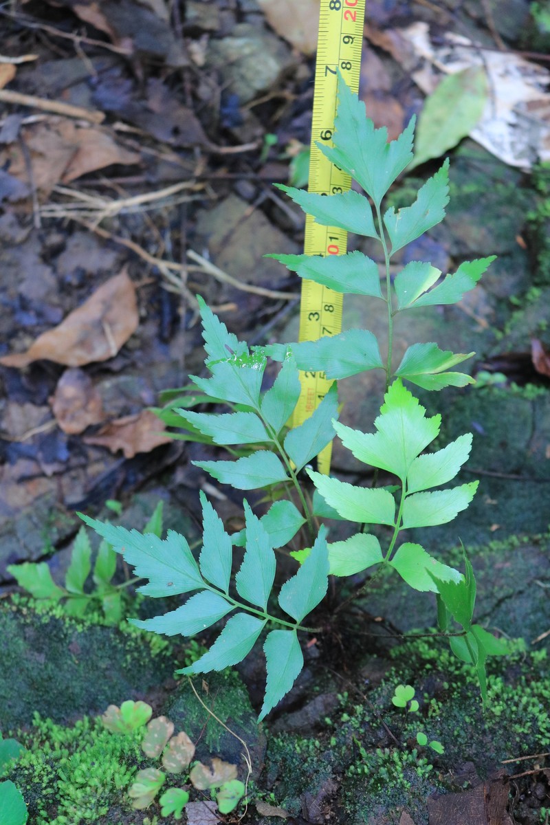 Asplenium capuronii photo 8