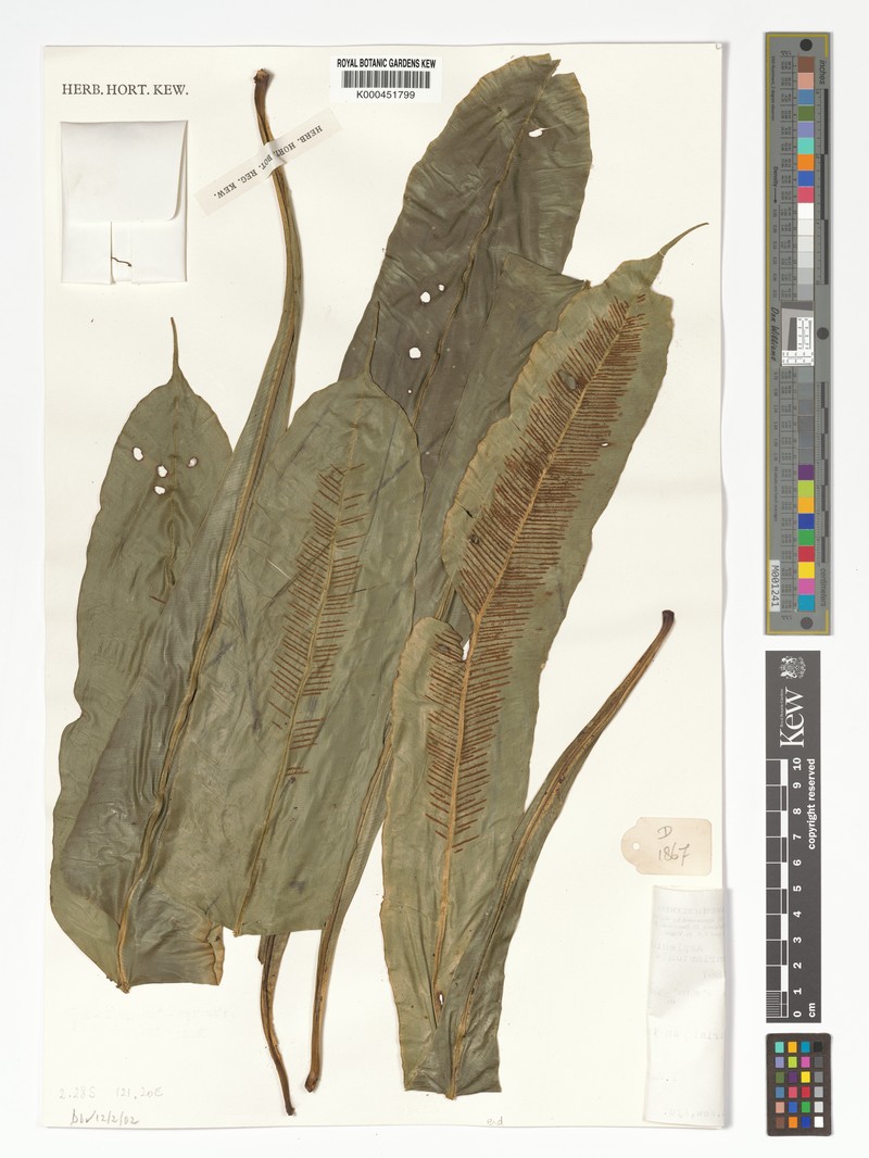 Asplenium carinatum photo 2