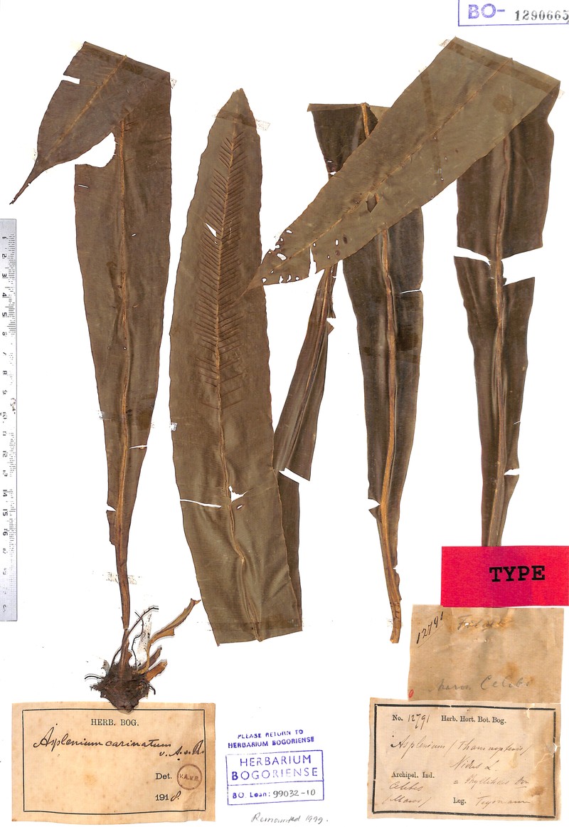 Asplenium carinatum