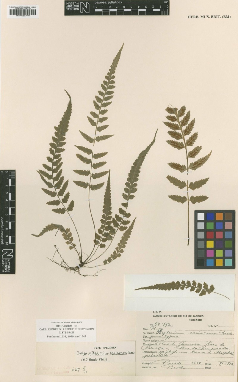 Asplenium cariocanum photo 3