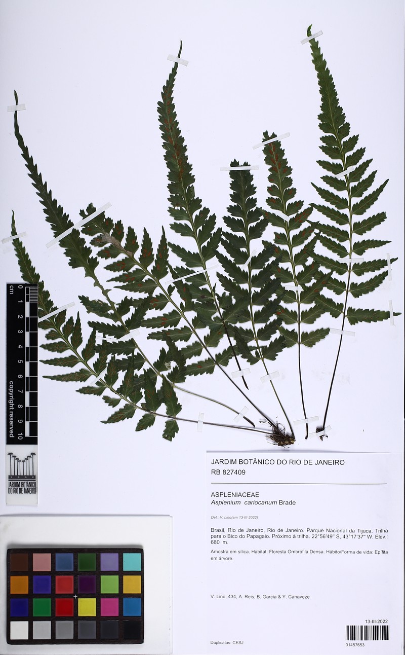 Asplenium cariocanum
