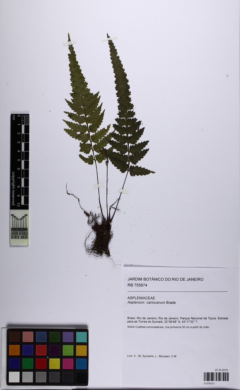 Asplenium cariocanum photo 2
