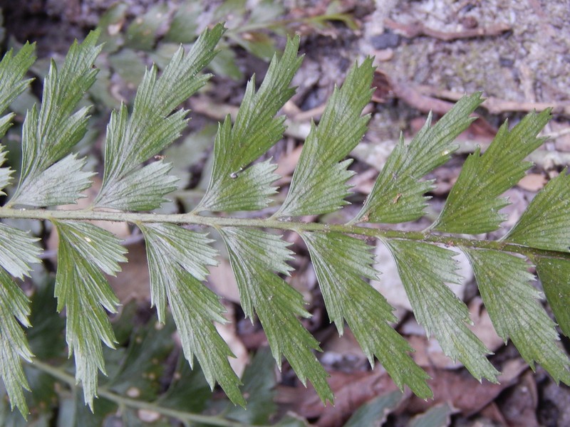 Asplenium carnarvonense photo 5