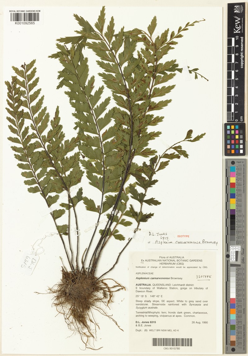 Asplenium carnarvonense photo 6