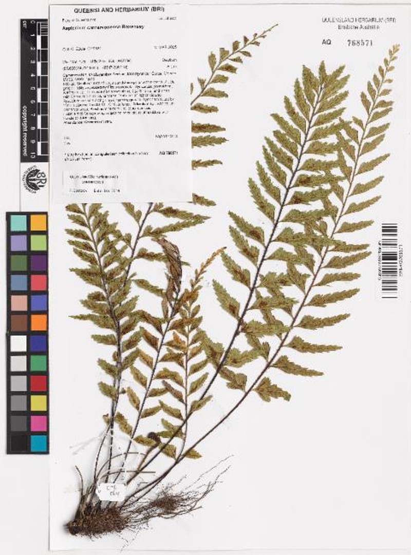 Asplenium carnarvonense photo 2