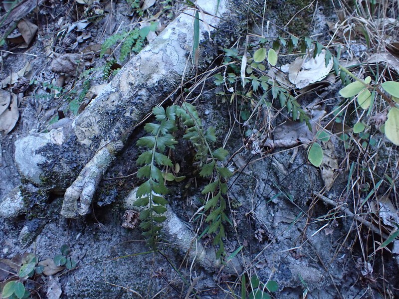 Asplenium carnarvonense photo 3