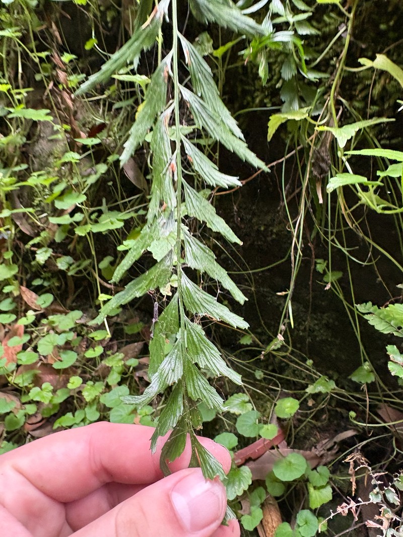Asplenium carnarvonense photo 4