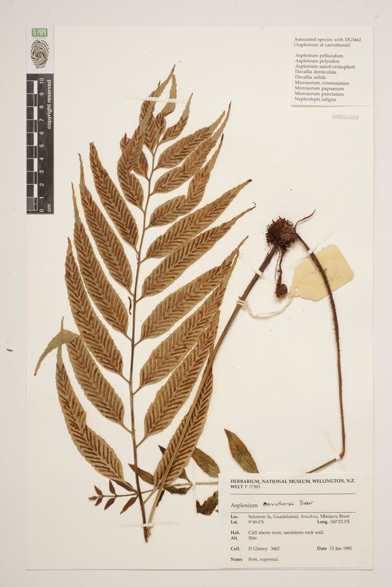 Asplenium carruthersii