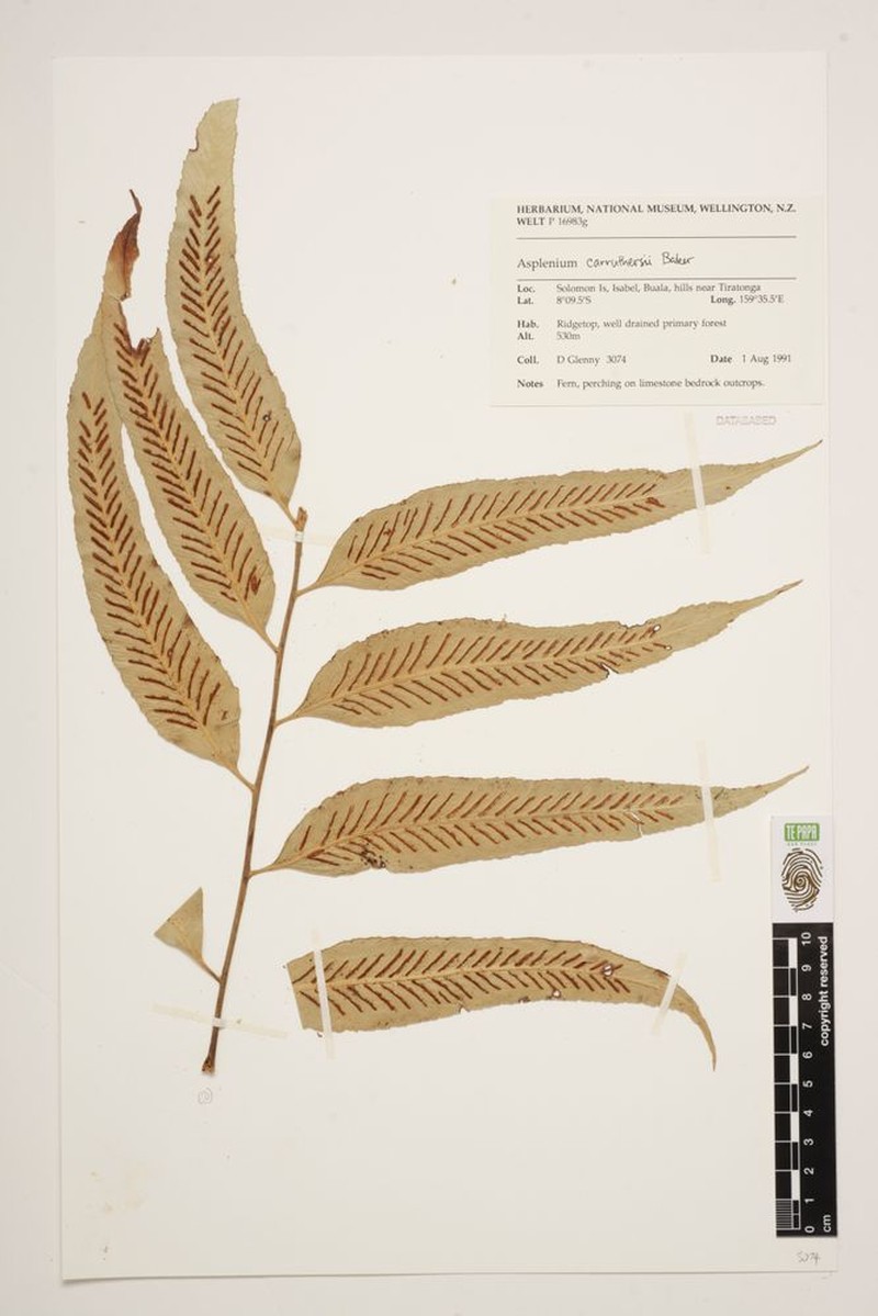Asplenium carruthersii photo 3
