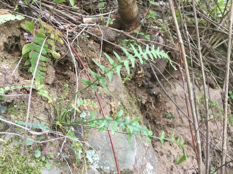 Asplenium castaneoviride