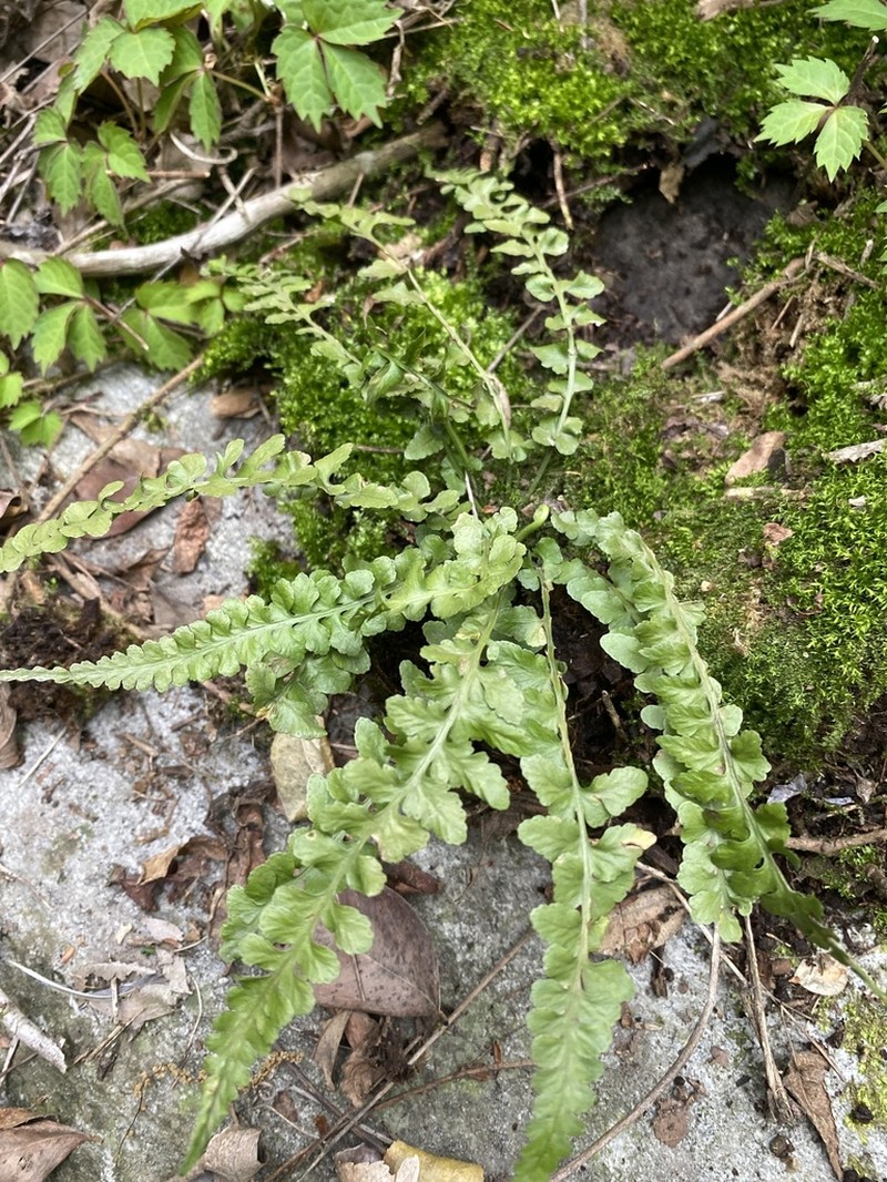 Asplenium castaneoviride photo 2