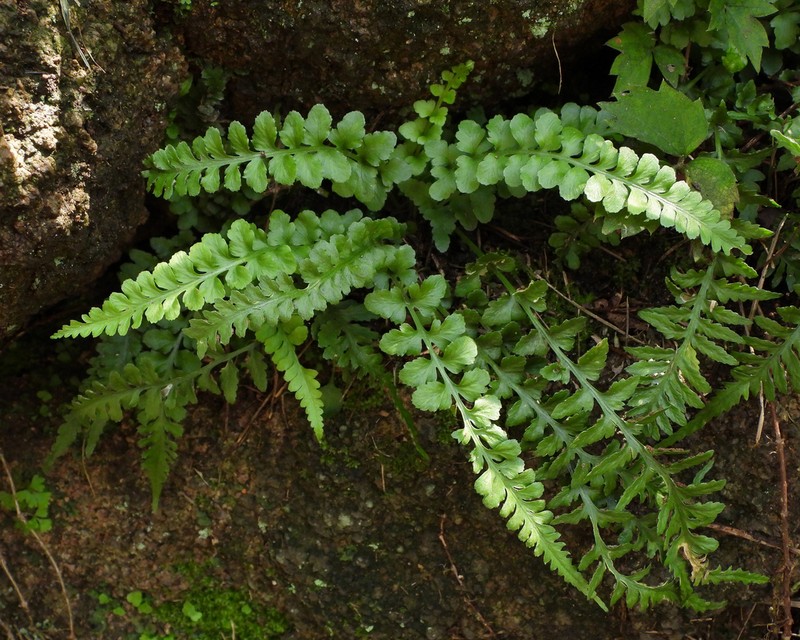 Asplenium castaneoviride photo 3