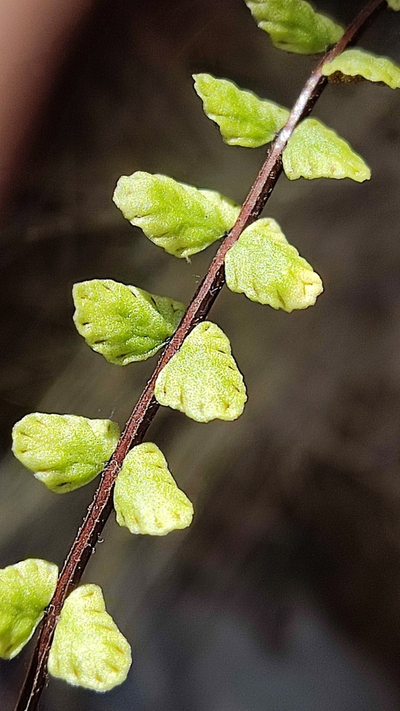 Asplenium castaneum