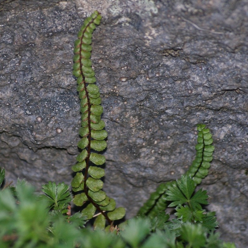 Asplenium castaneum photo 2