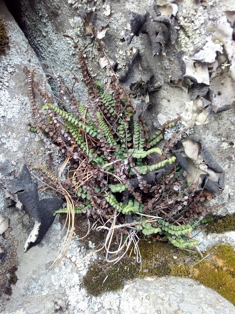Asplenium castaneum photo 3