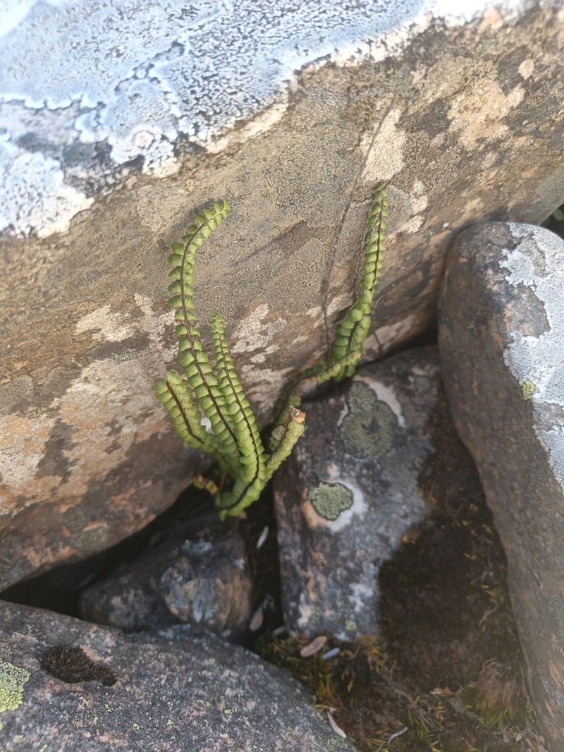 Asplenium castaneum photo 4