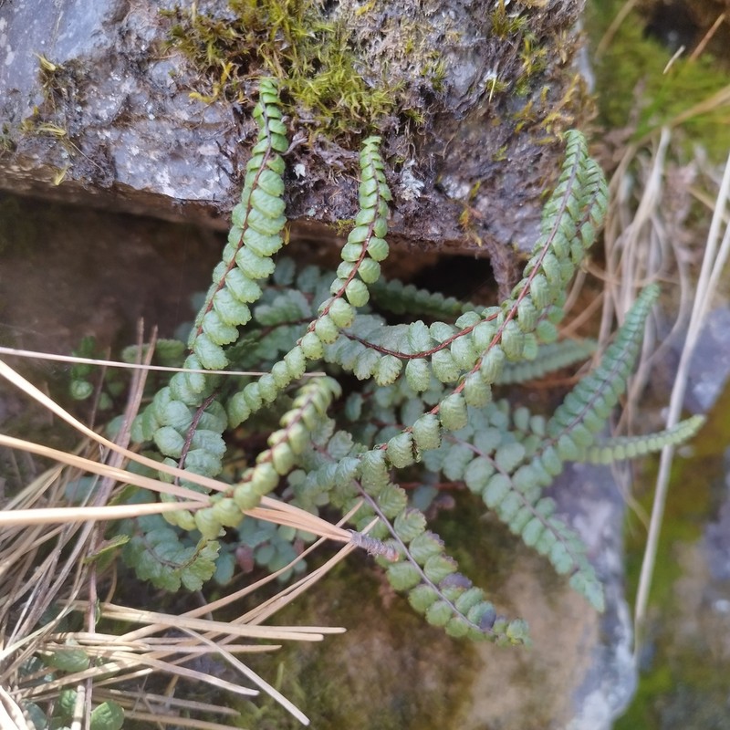 Asplenium castaneum photo 5