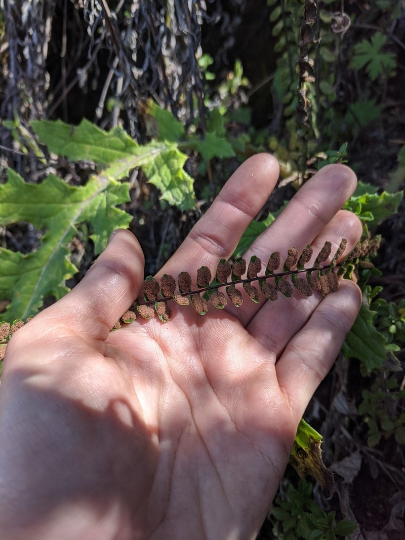 Asplenium castaneum photo 6