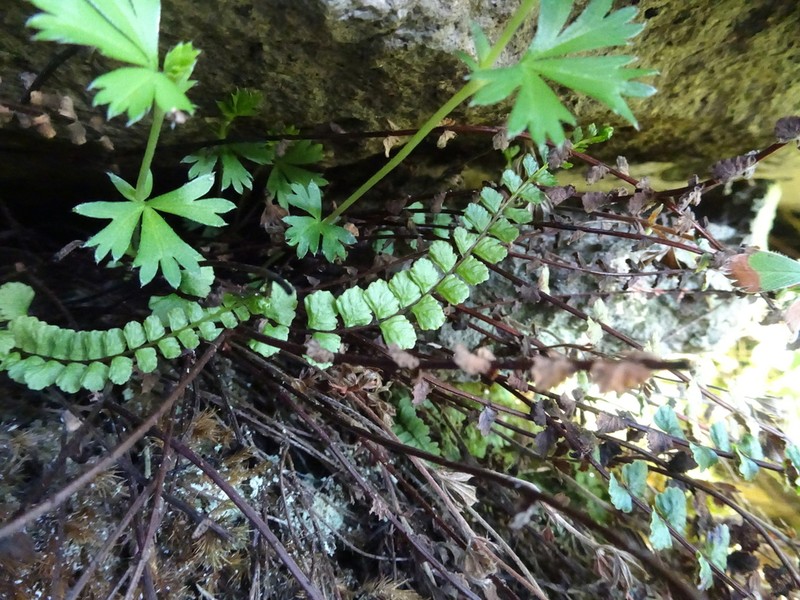 Asplenium castaneum photo 7