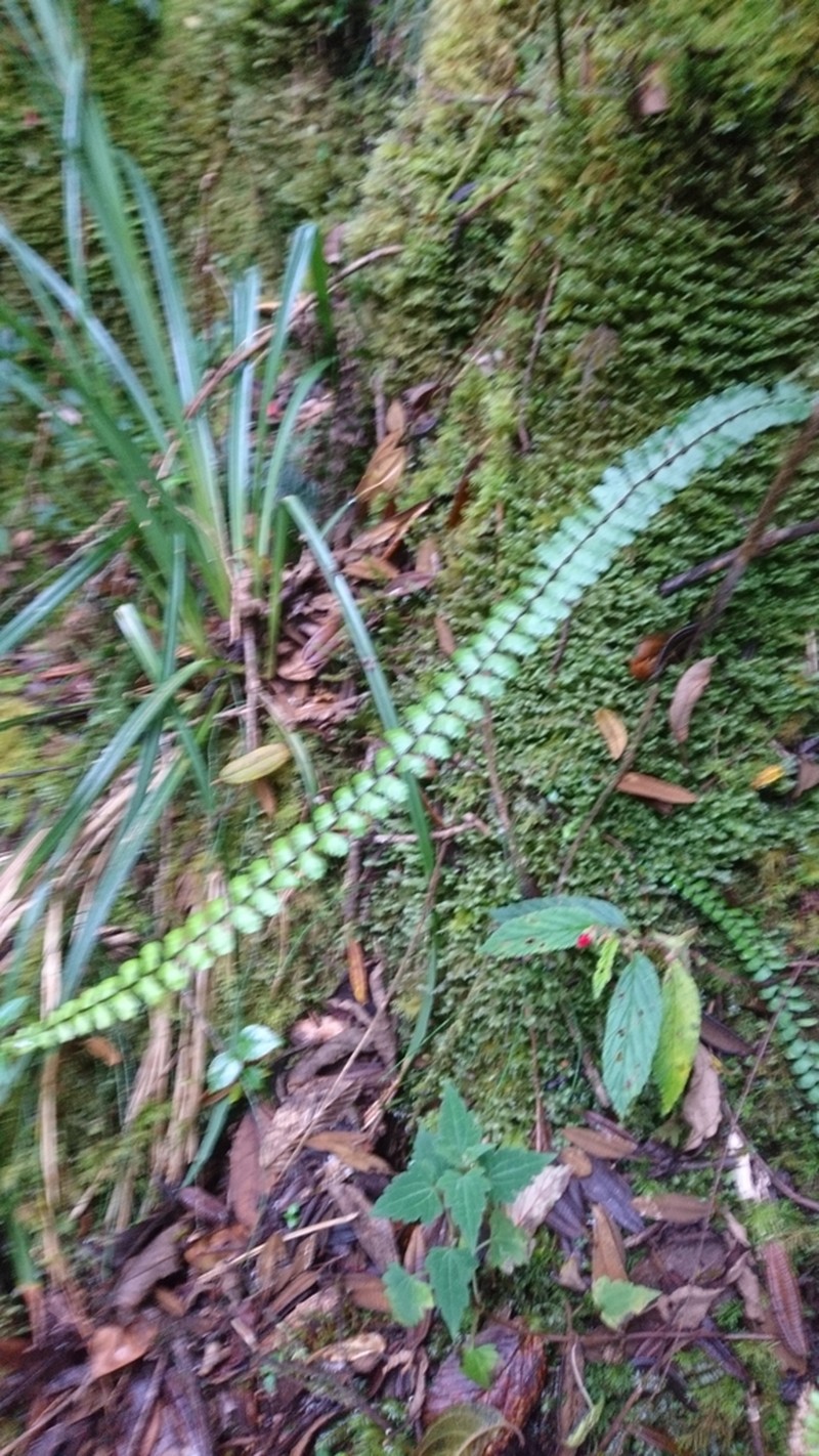 Asplenium castaneum photo 8