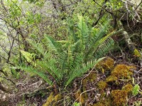Speenwort